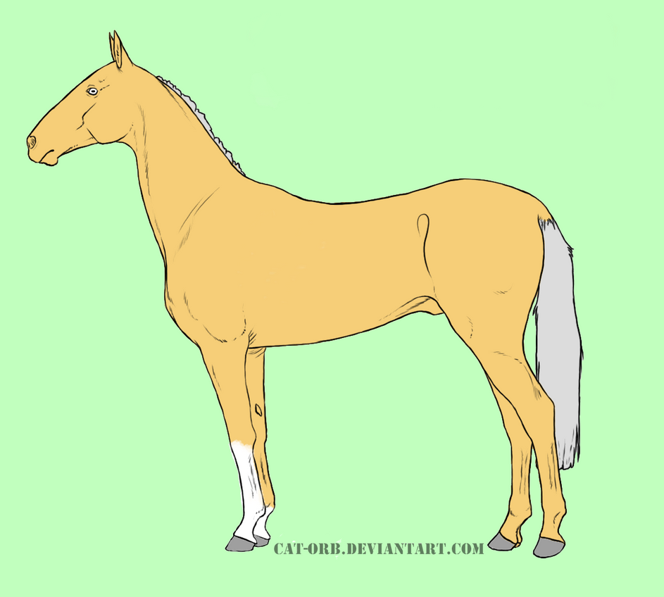 Palomino Akhal-Teke Open