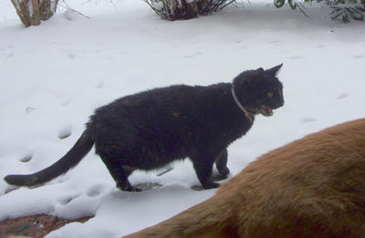 Cat objects to snow.