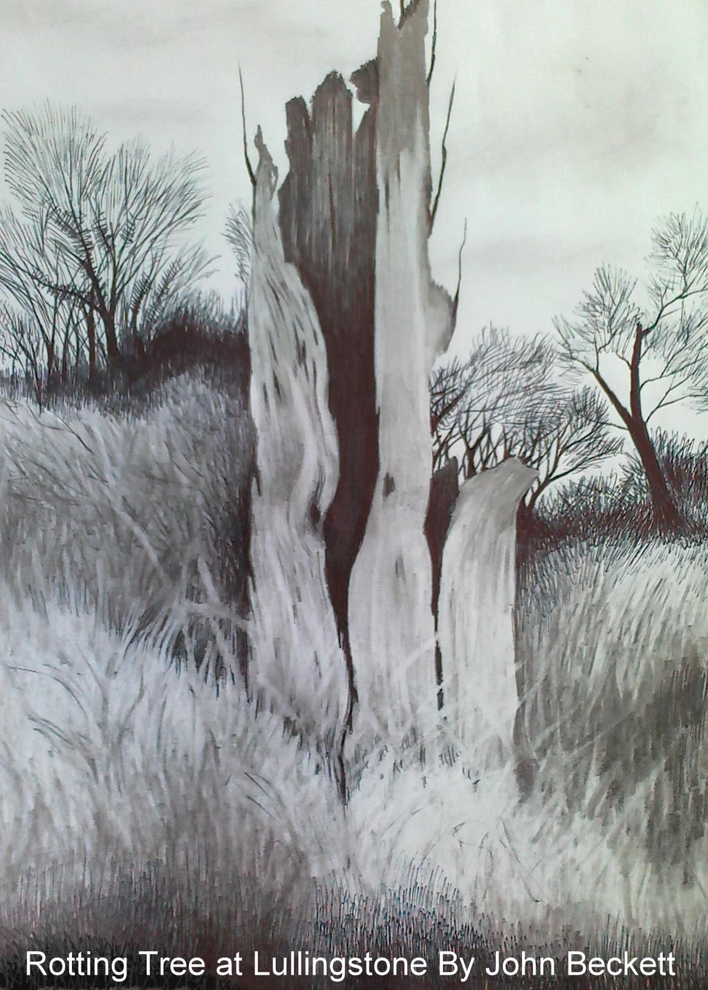 Rotting Tree Lullingstone Park 2008 by John-Baroque on DeviantArt