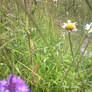 Wild Meadow Flower Blue Bell Hill 2