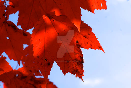 Red Against Blue Sky