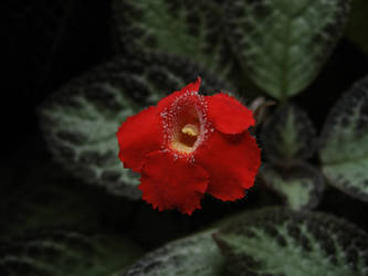 another red flower