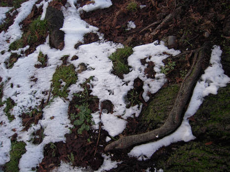 Snowy Roots