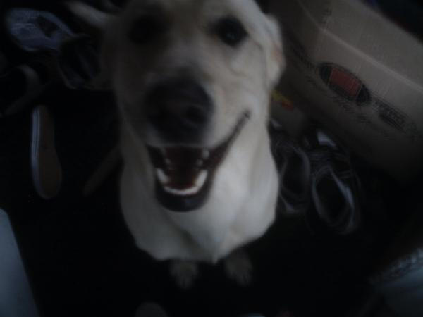 Rekky. by hollykhero on DeviantArt