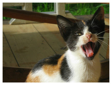 St. Lucian Cat Series: Curly Yawns