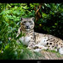 Snow leopard