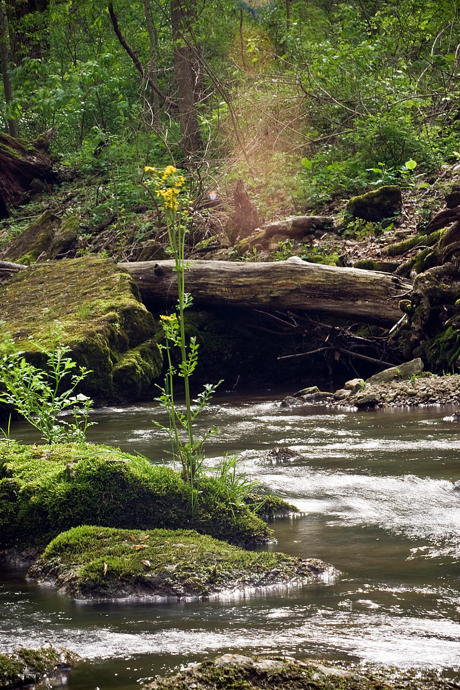 Standing Alone in the River