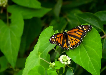 I Need My King Butterfly