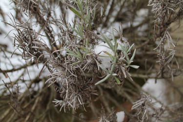 Snow on a Plant