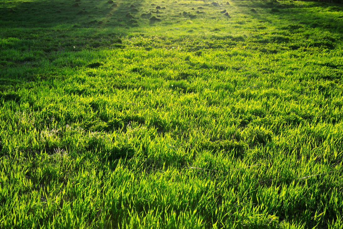 Картинка травы. Трава. Майская трава. Трава Поляна. Трава в мае.