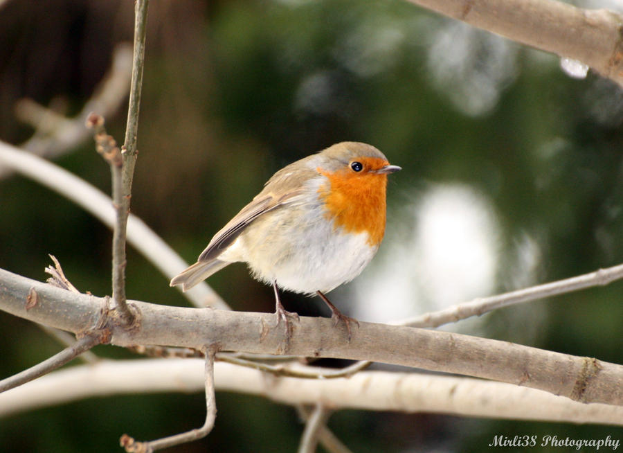 Rouge gorge