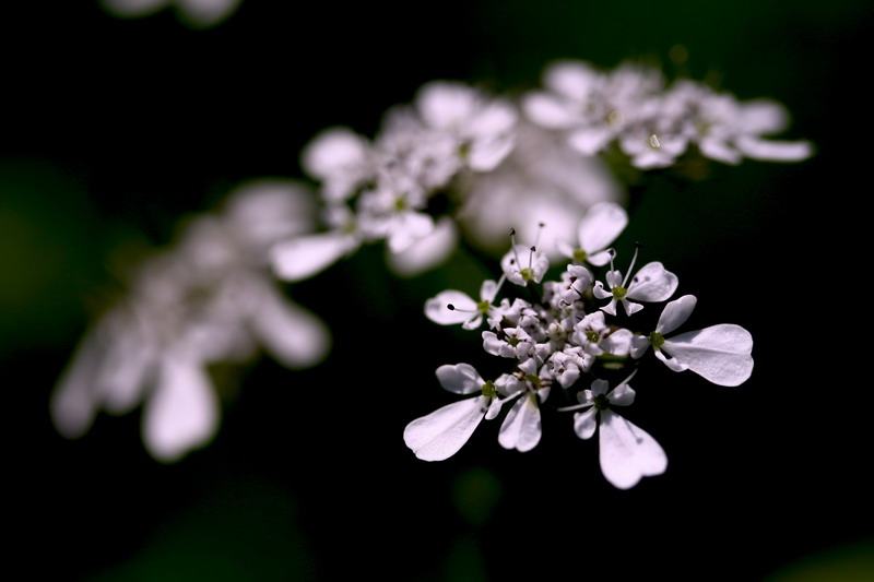 white hearts