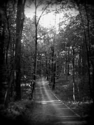 walk in the woods 2 BW (puszcza 15622)