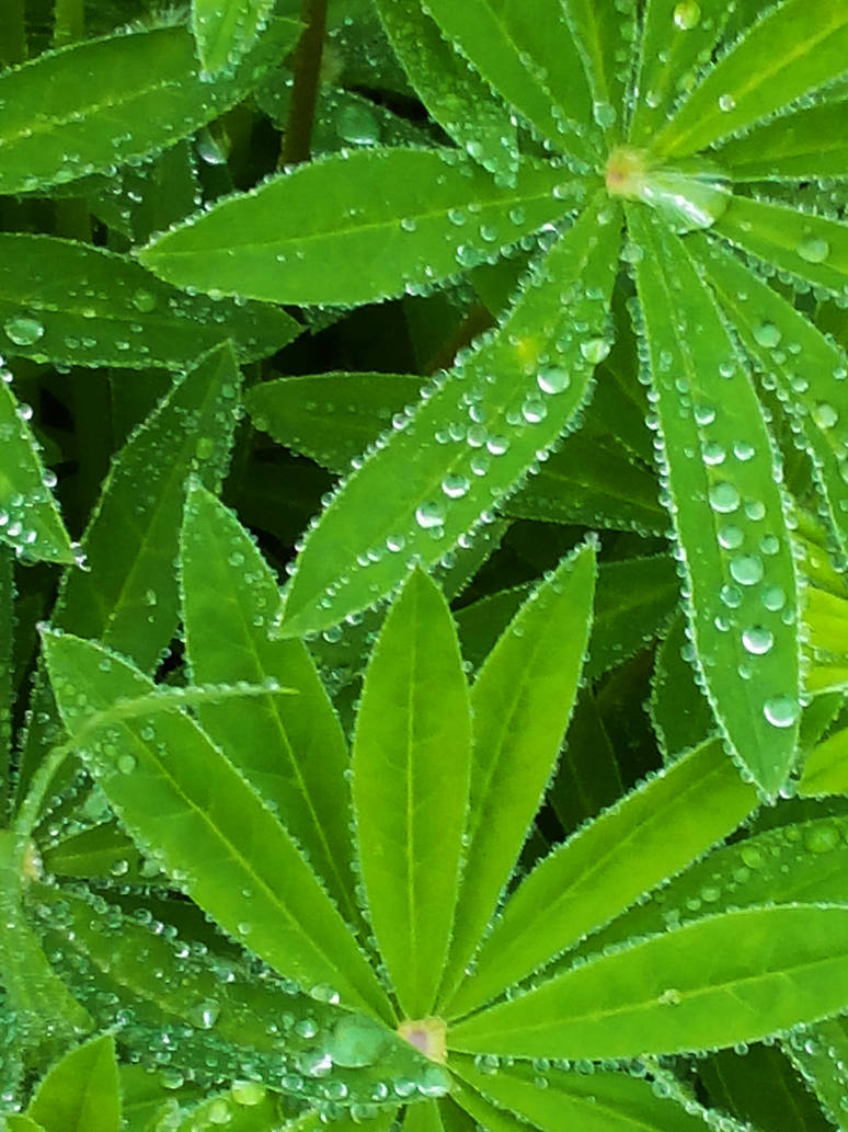 Dew2 by WitchFirefly on DeviantArt