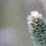 Seed Head