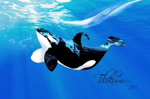 Tilikum1