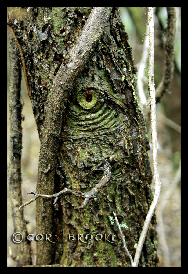 Eye of the Forest