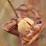 Pitcher Plant