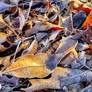 Winter Wonderland - Morning Frost (Series #3)