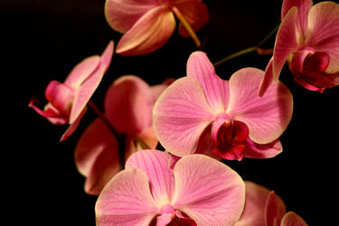 orchids