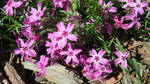 Photo - Pink Creeping Phlox