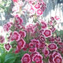 Photo - Dappled Pink Dianthus