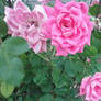 Photo - Pink Rosebush 2