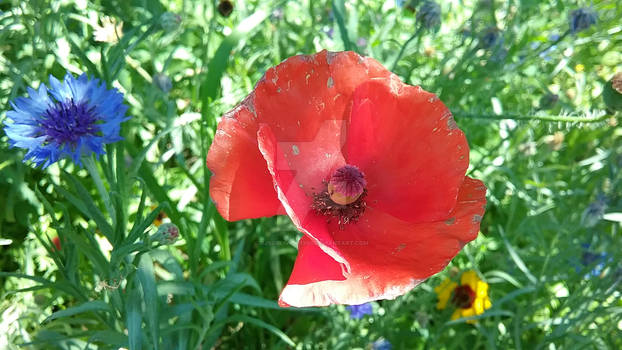 Photo - Red Poppy and Blue Bachelor Button