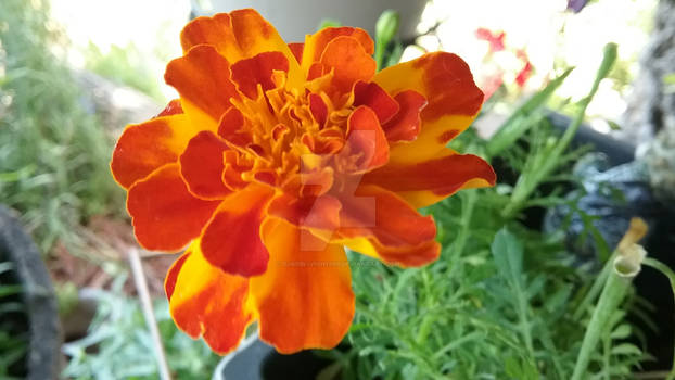 Photo - Orange Marigold