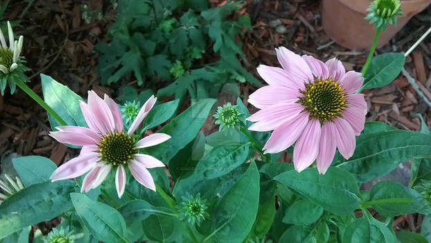 Photo - Pink Coneflowers