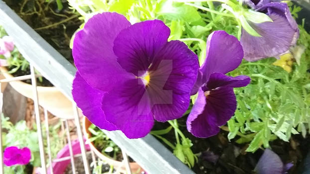 Photo - Purple Pansies