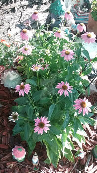 Photo - Pink Coneflowers 2