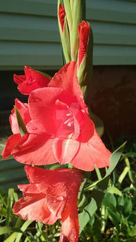 Photo - Red Gladiolus