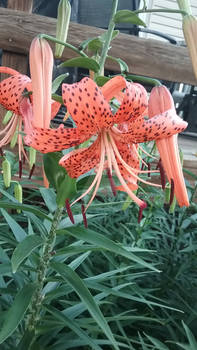 Photo - Orange Tigerlily