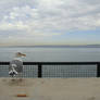 Seagull from Alcatraz