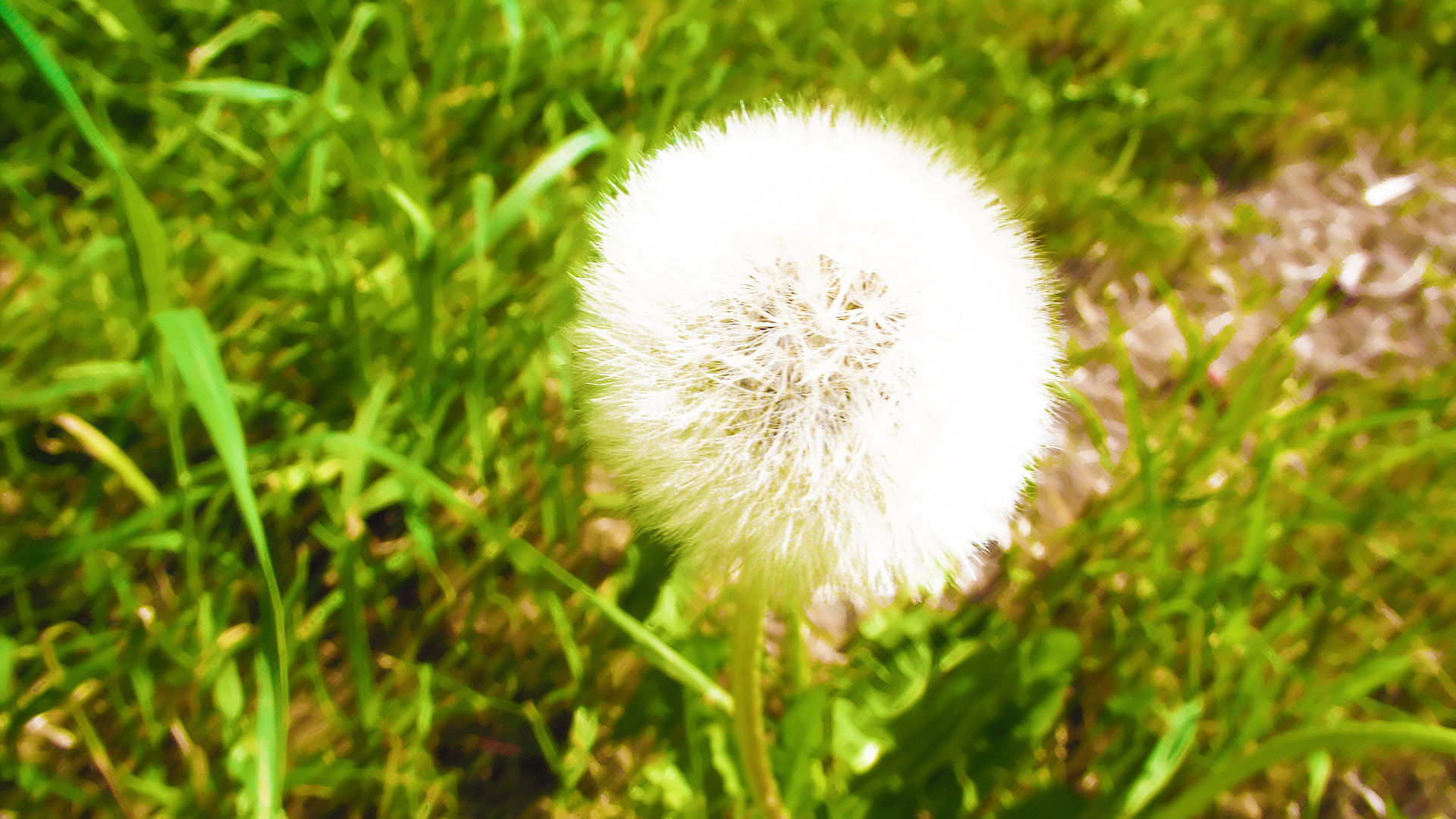 Taraxacum officinale