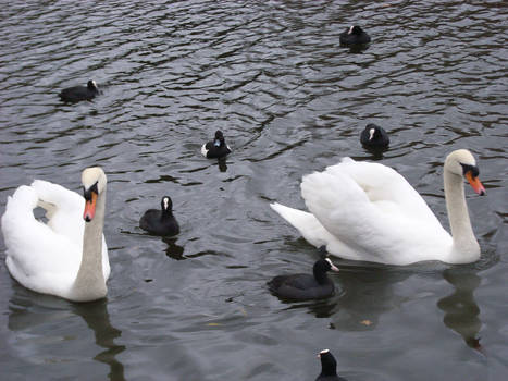 Swans in Hyde Park