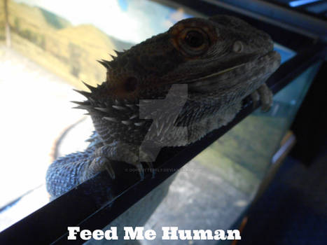 Feed Me Human