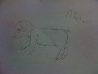 Alex the Pig.