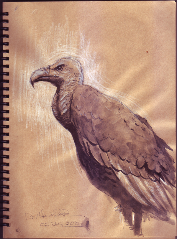 Vulture Study