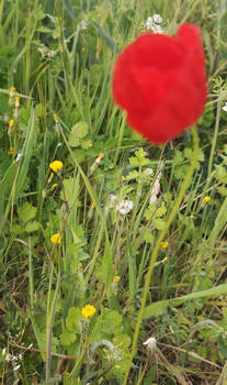 spring colors: red