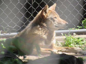 Red wolf