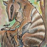 Numbat Aceo