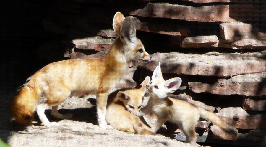 Fennec Mom