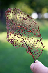 Leaf Structure