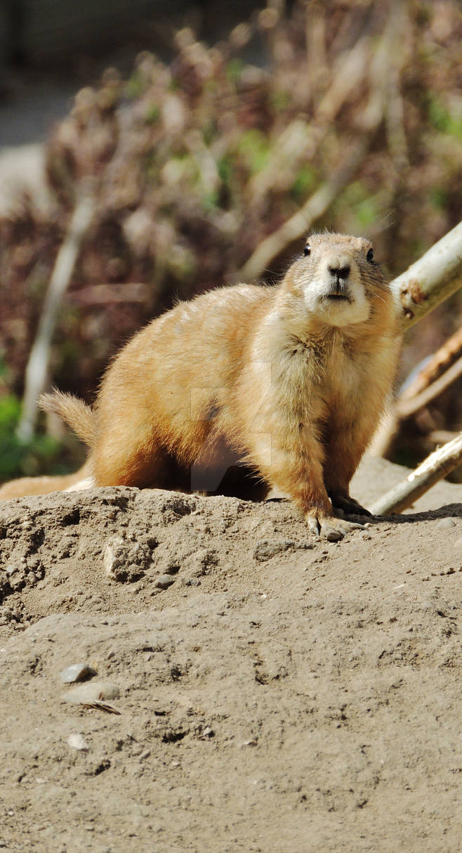 Dramatic chipmunk! by ramond997 on DeviantArt