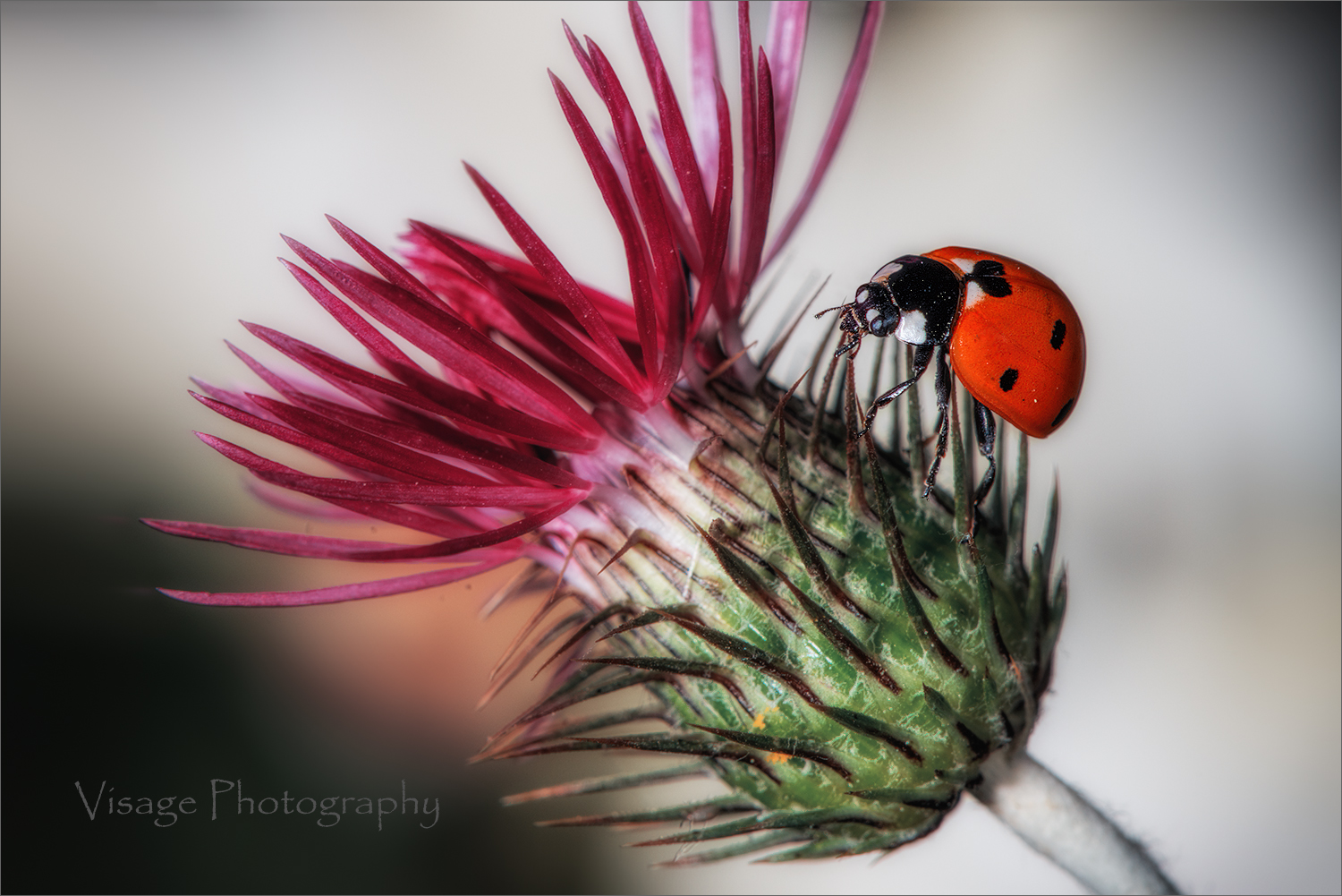 Lady and the Thistle