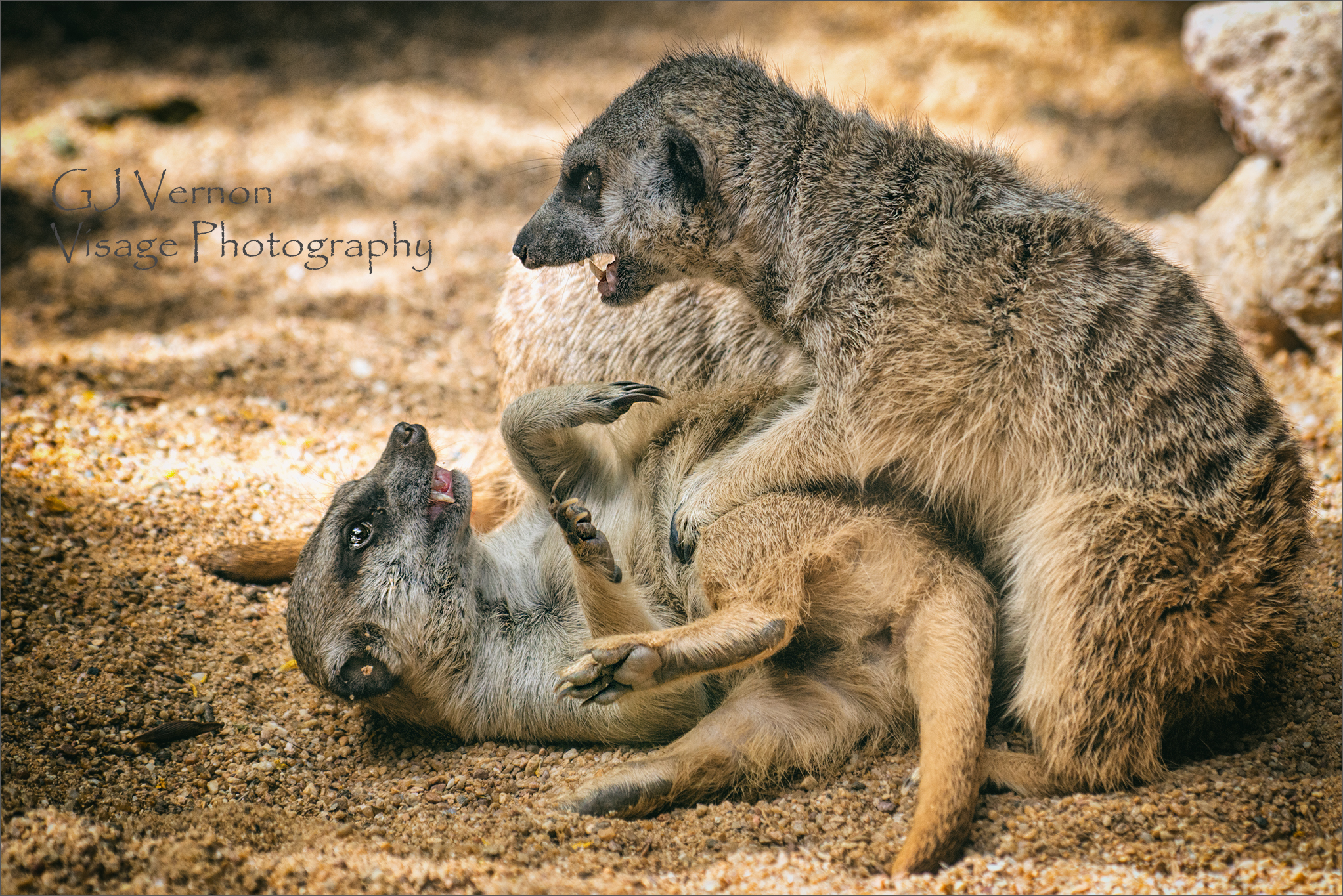 Meerkat Rumble