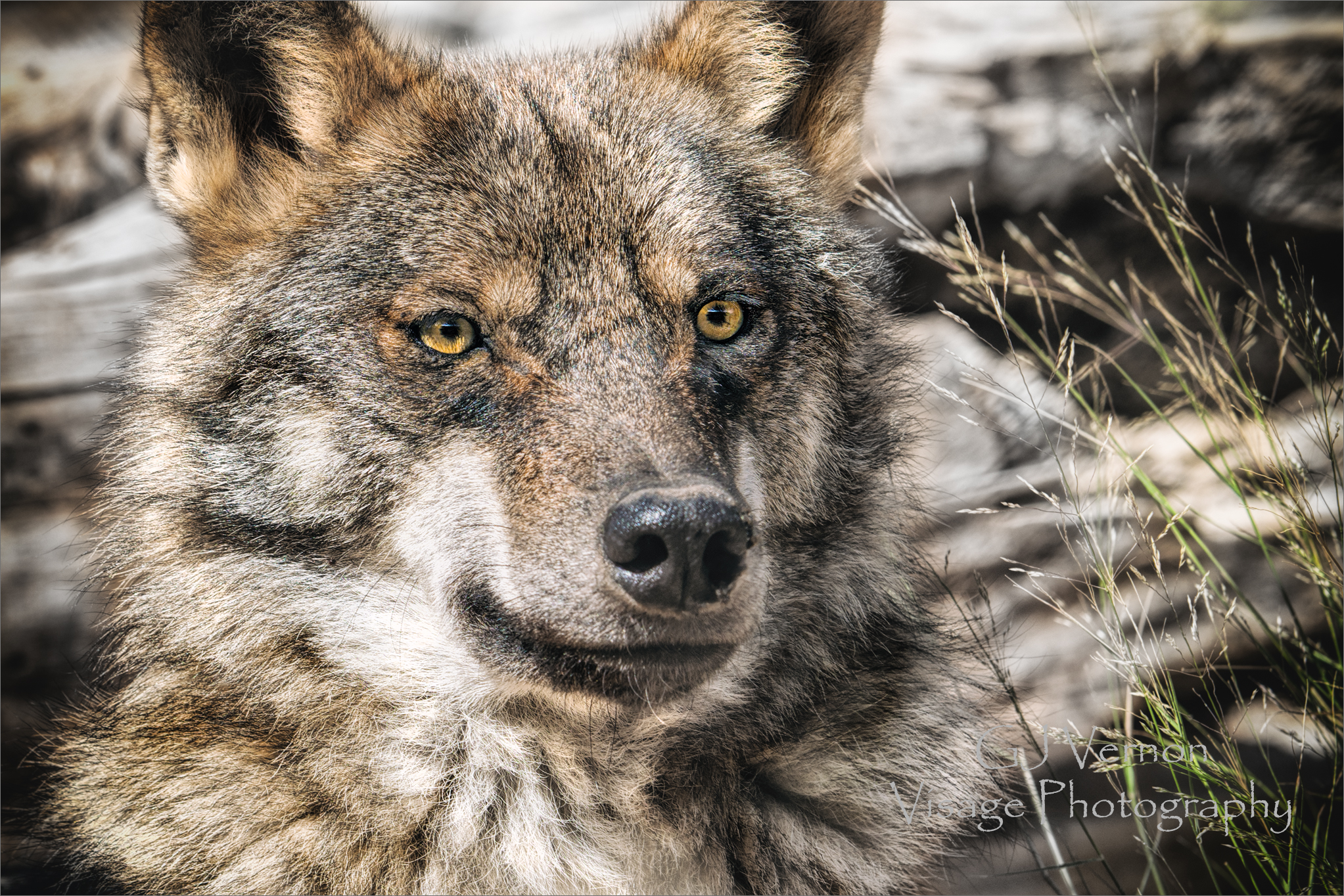 Up Close with the Alpha Male