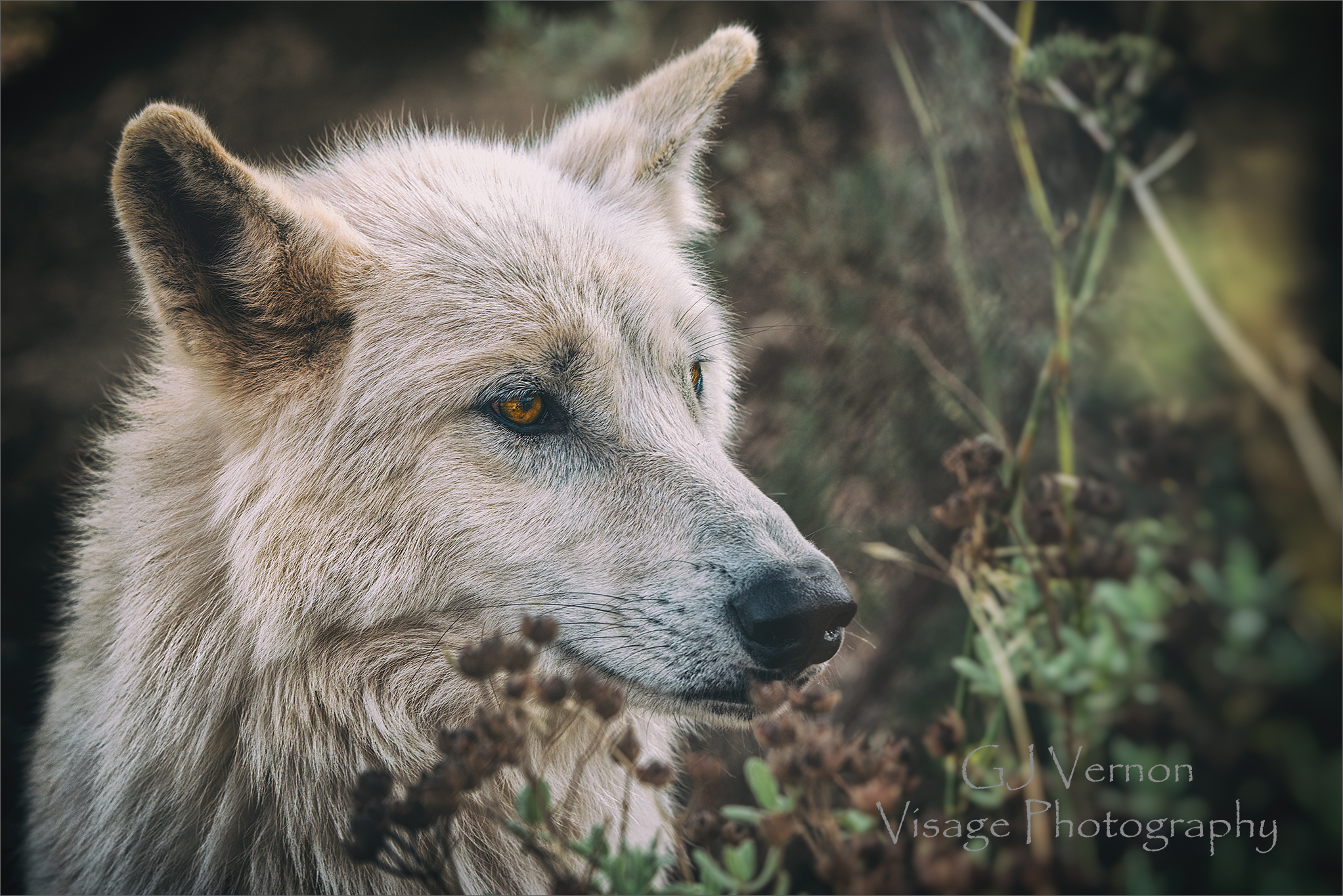 Tundra Wolf